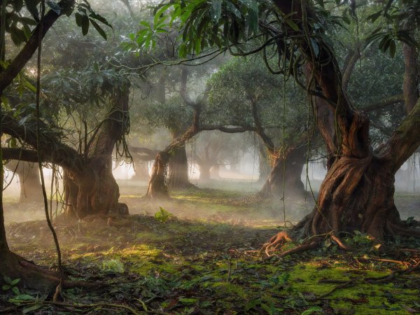 A misty morning view of a sprawling, ancient tropical orchard