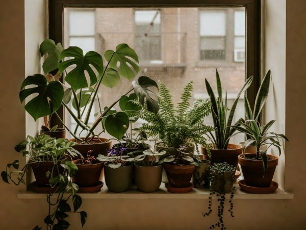 A cozy, slightly cramped city apartment window sill crowded with various thriving potted plants